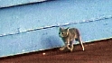 Seattle: Cat Guy