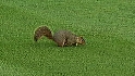 Squirrel in the outfield