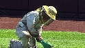 Padres COO on bee invasion