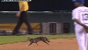 Things get catty in KC