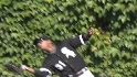 Wise's great catch