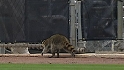 Raccoon passes through