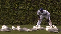 Johnson's single scatters birds