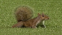 Squirrel visits the field