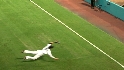 Coghlan's amazing catch