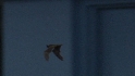 Bat flies around Tropicana Field