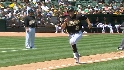 Crisp's sac fly