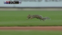 Squirrel loose on field