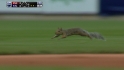 St. Louis Squirrel Scrams