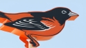 O's get new scouting director