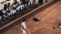 Jenkins on 'Black Cat Game'