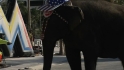 Elephant a hit in Miami