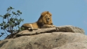 Lowrie on safari honeymoon