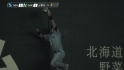 Carp's leaping catch