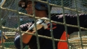 Twins' outfield options for '13