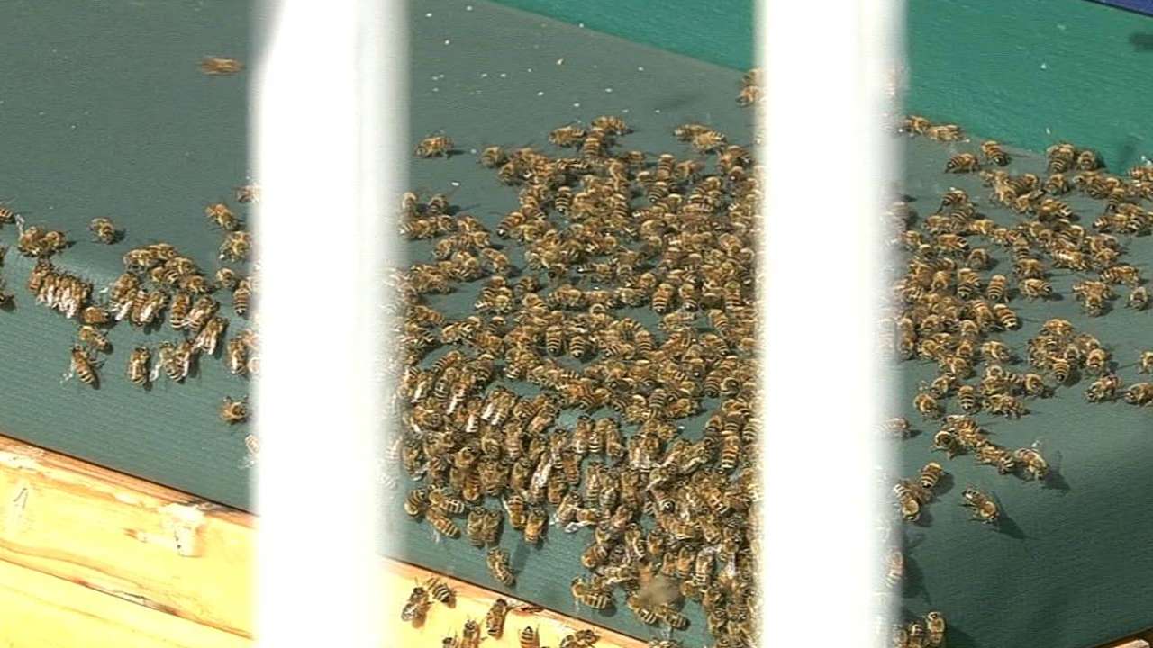 Beekeeper needed to clear out dugout in KC