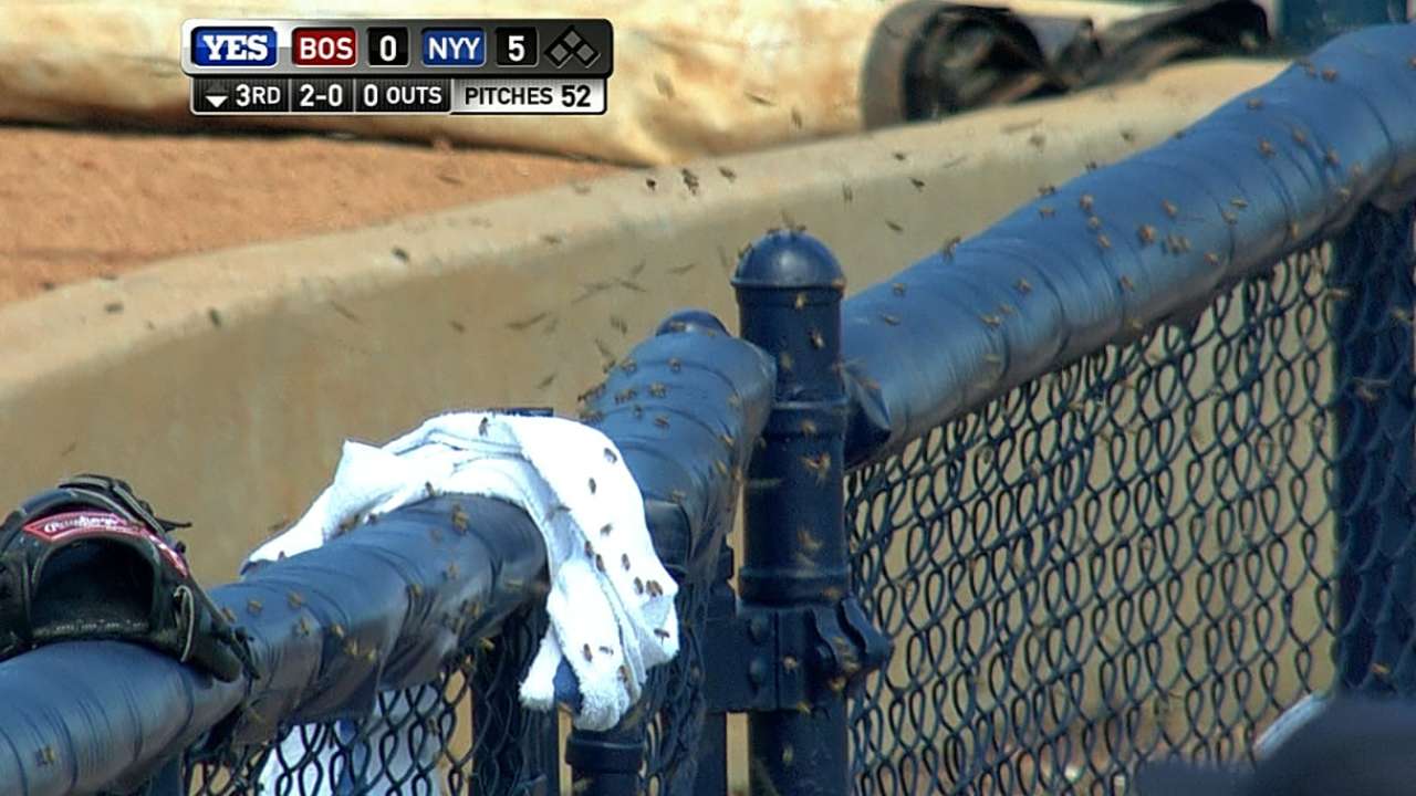 Buzz worthy: Swarm of bees delays Sox-Yanks