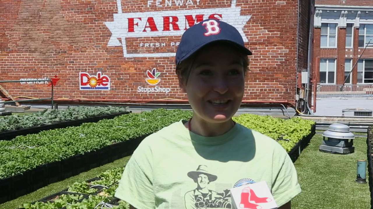 Fenway's first harvest