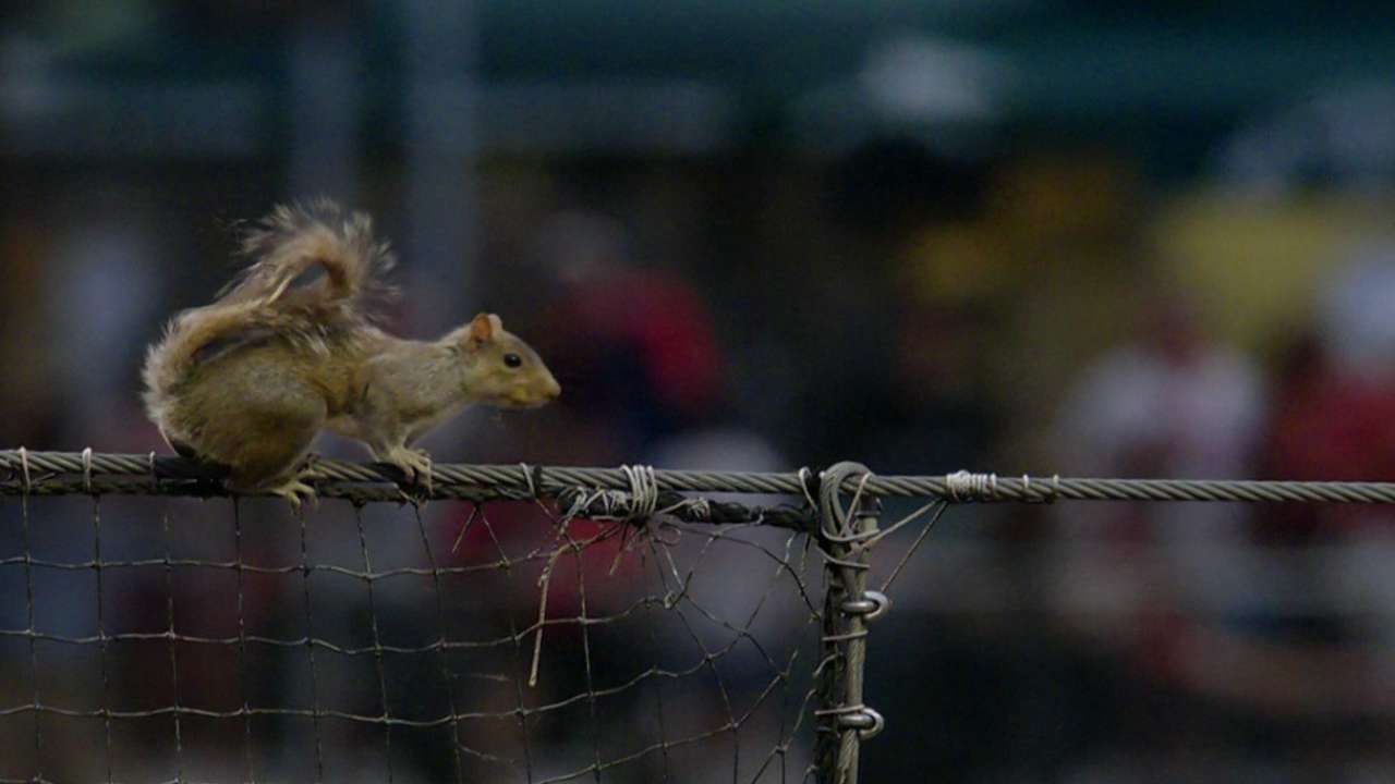 Squirrel on the loose in Philly