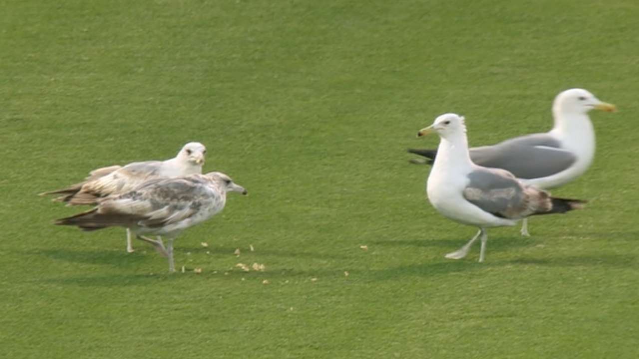 Birds take over in Oakland