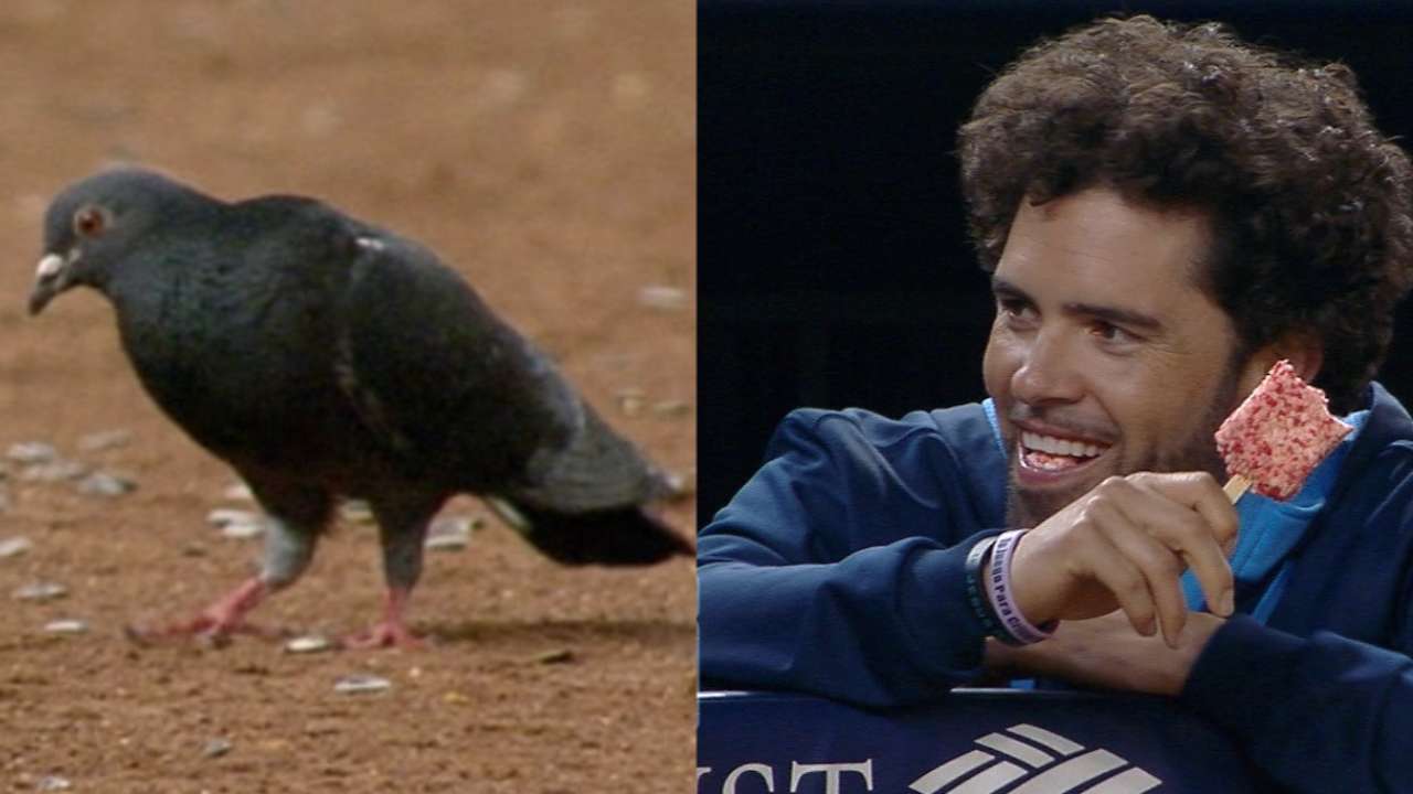 Must C: Pigeons and ice cream