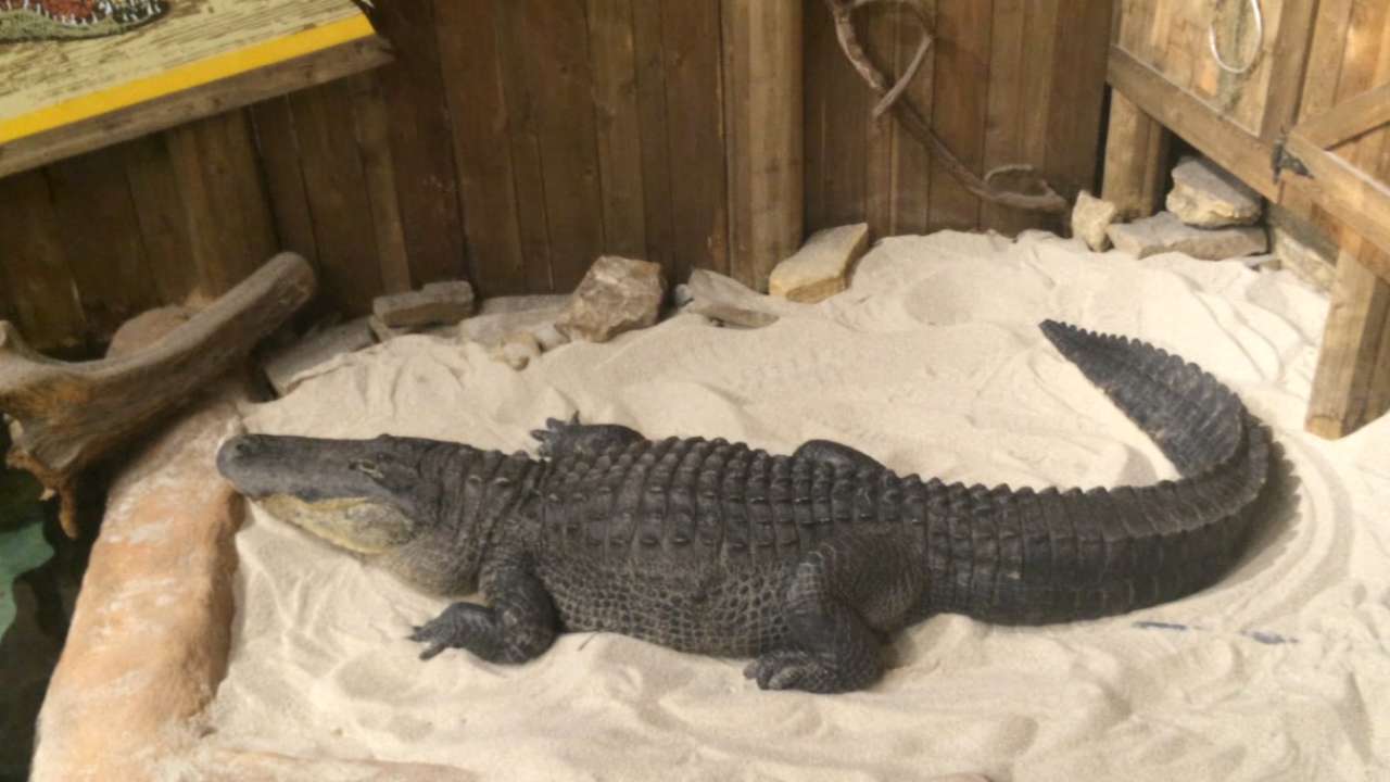 Explore Newport Aquarium