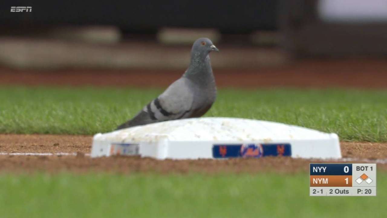 Pigeon travels to Citi Field to meet Greg Bird, probably saddened he's not an actual bird