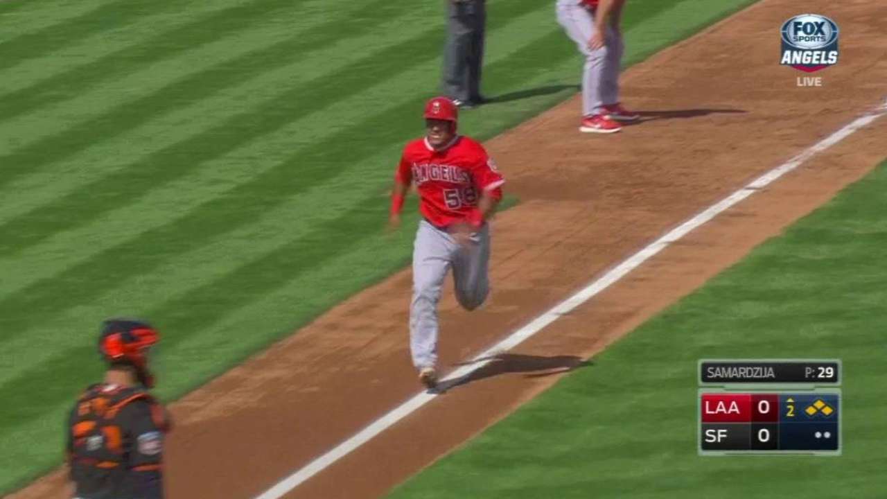 Ortega's sac fly