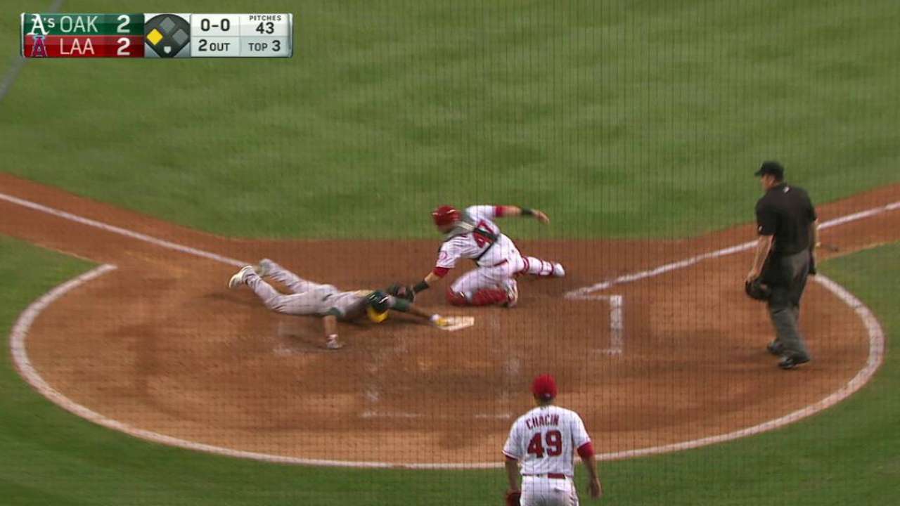 Vogt' sac fly plates Crisp