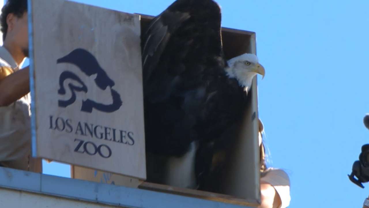 Dodgers welcome two bald eagles