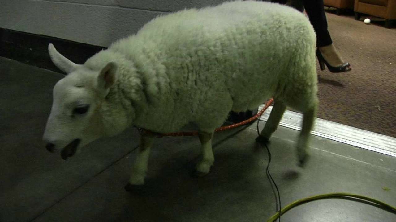 Lamb with a lamb