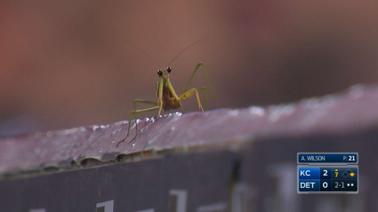 New praying mantis joins Royals