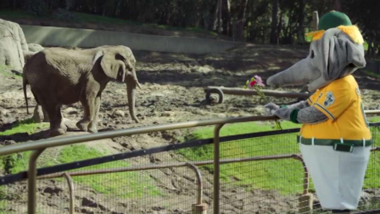 Elephant Country