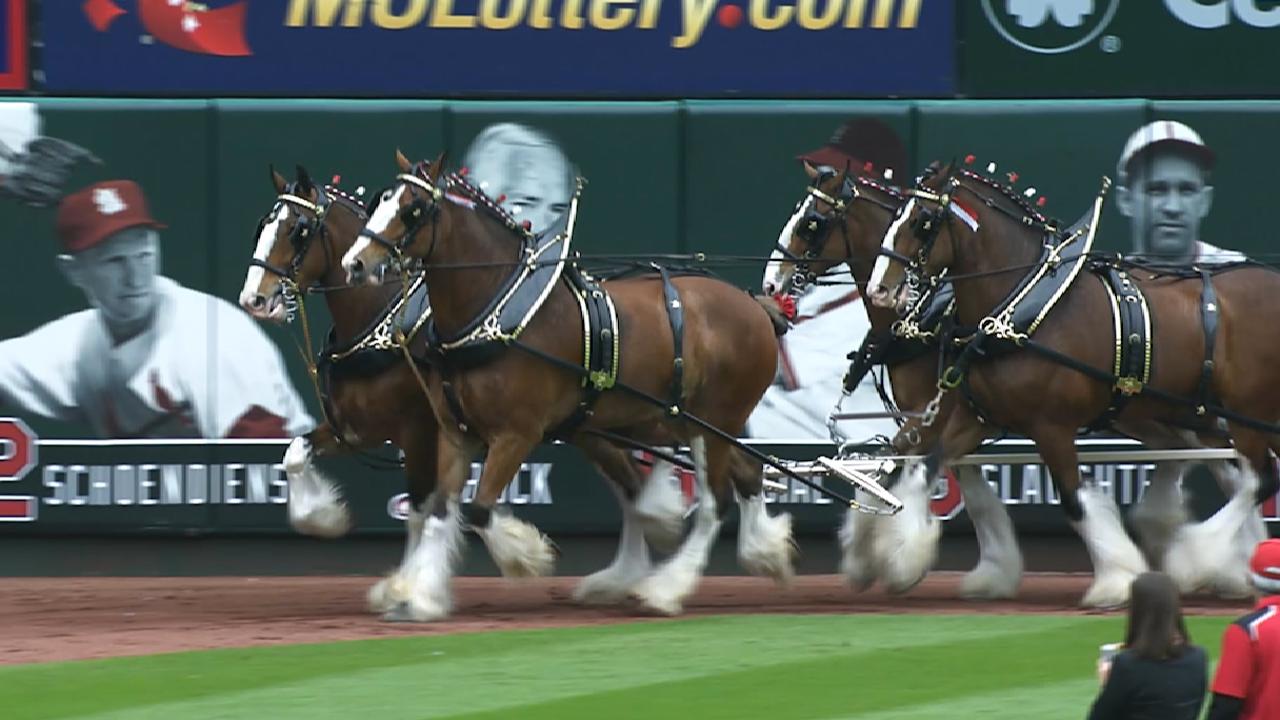 Clydesdales prep for Opening Day