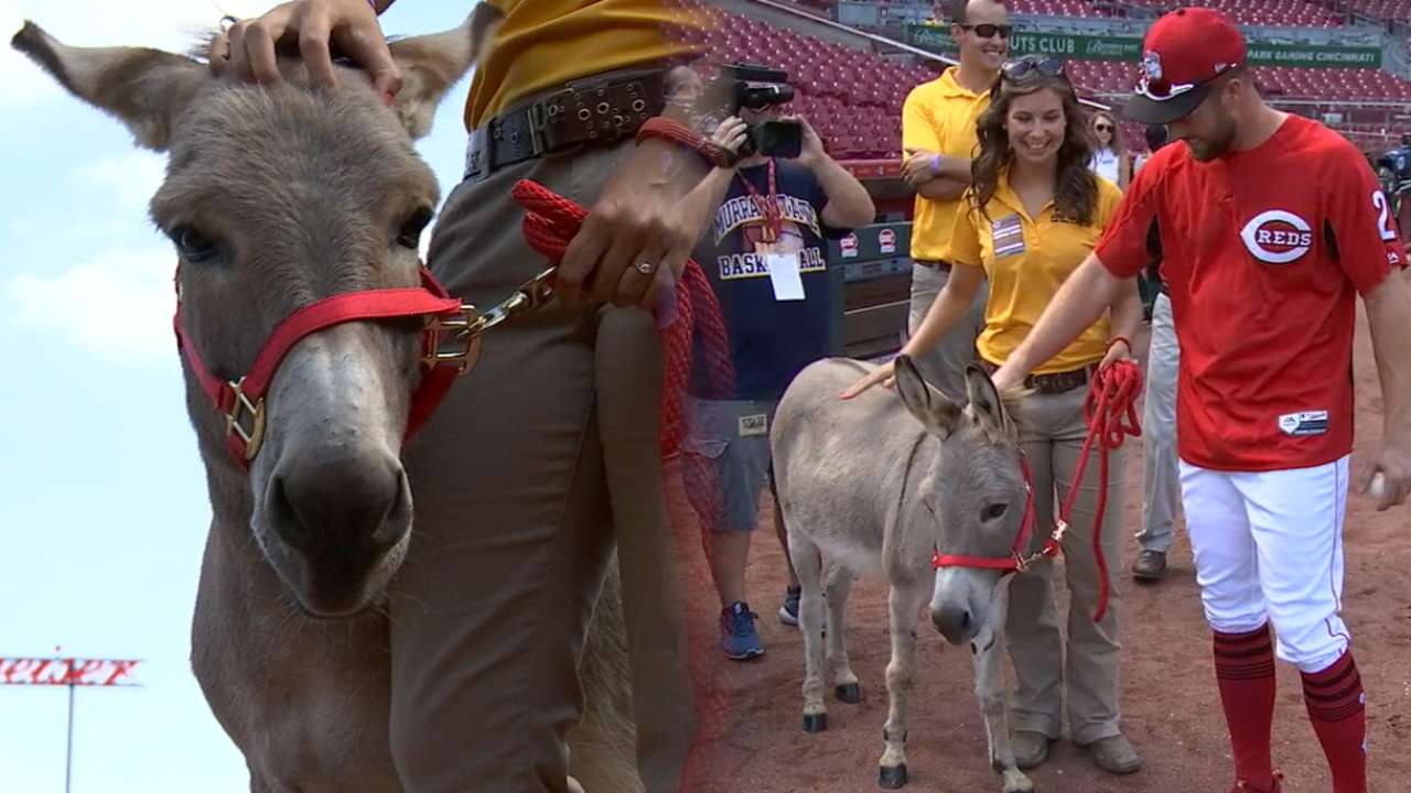 Donkey business: Cozart gets sneak preview