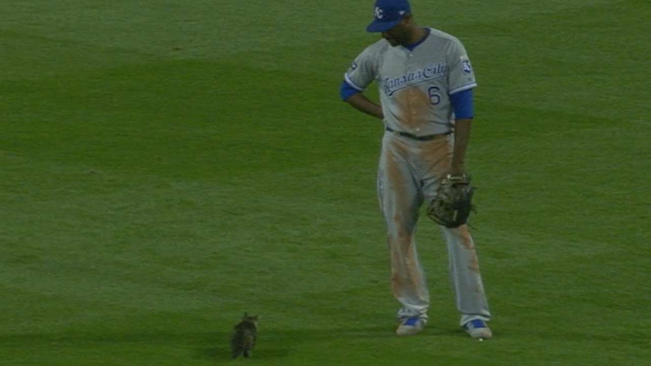 Cards graced by a rally kitten