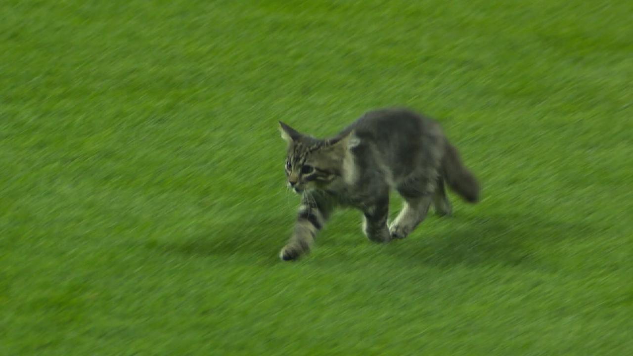 Fowler discusses Rally Cat
