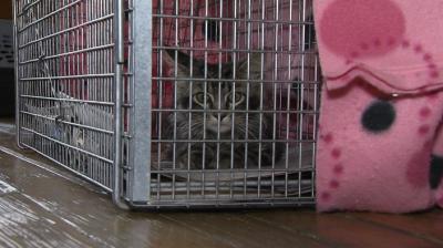 Rally Cat found!
