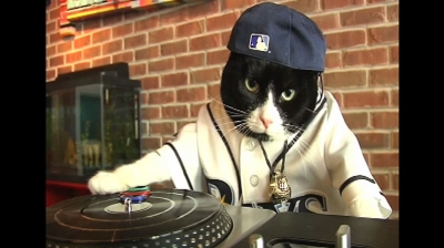 Dj Kitty Tampa Bay Rays , The Origins of DJ Kitty Are a Mysterious ...