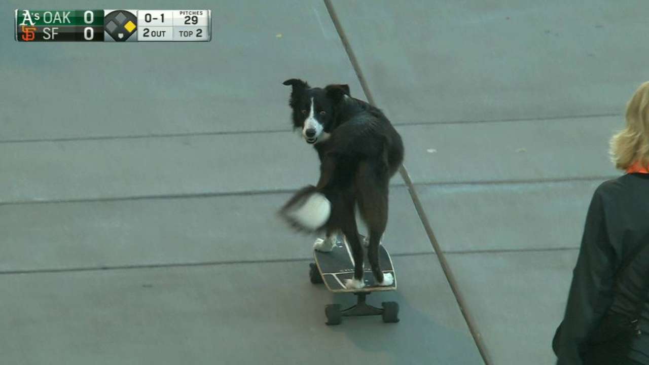 スケートボードに乗る犬 野球の英語