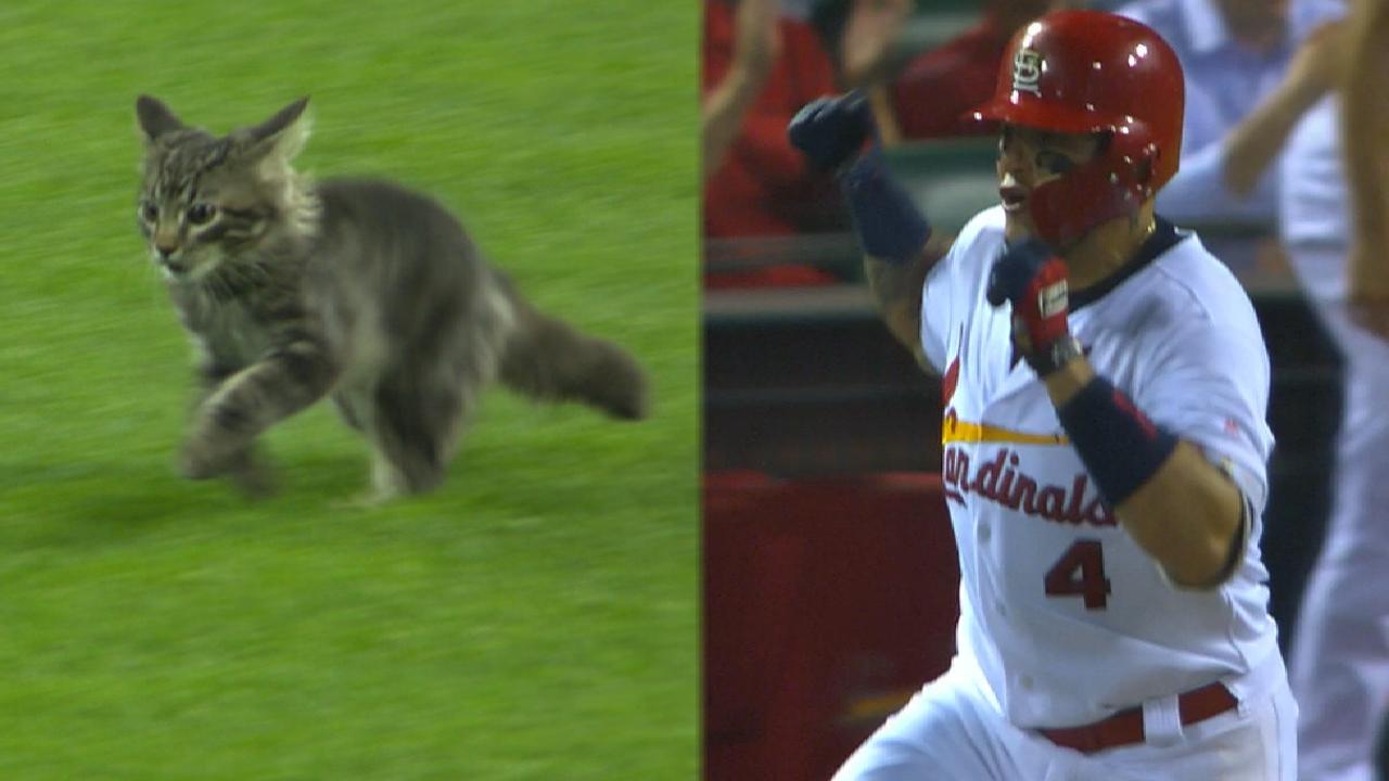 The Cardinals are in a custody battle over the Rally Cat with a ...