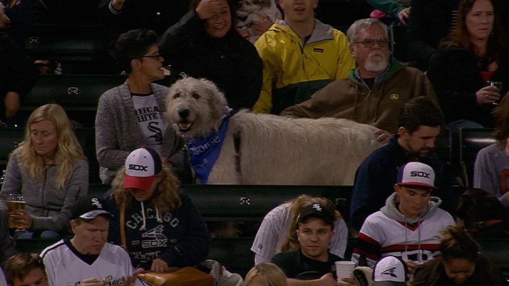 Watch this massive dog take in a White Sox game