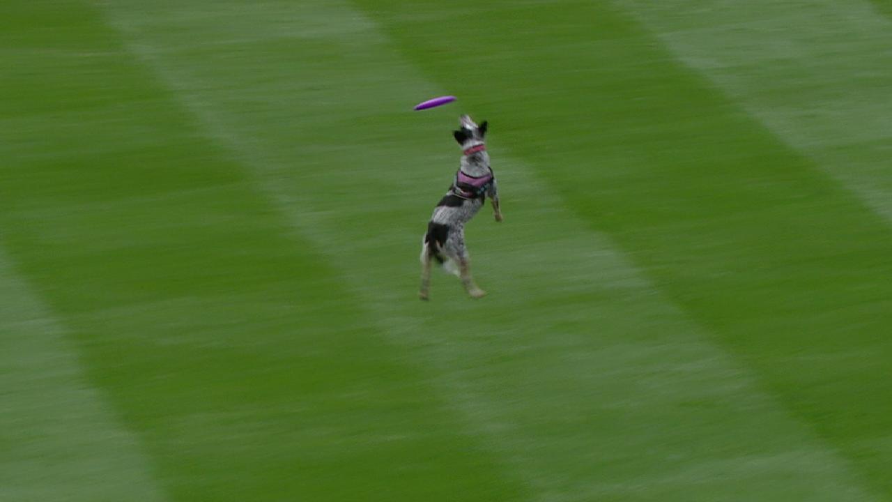 フリスビーとたわむれるセントルイスの犬 野球の英語 フリスビーとたわむれるセントルイスの犬 野球の英語