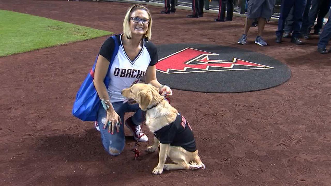 diamondbacks dog jersey